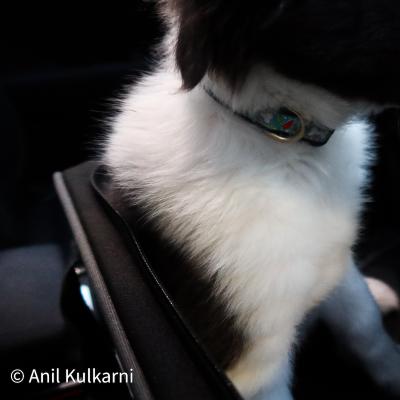 Backseat Driver