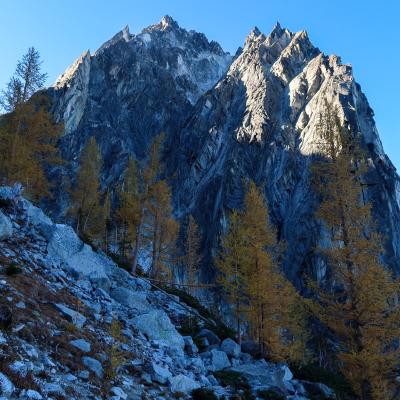 Still going up. But also larches
