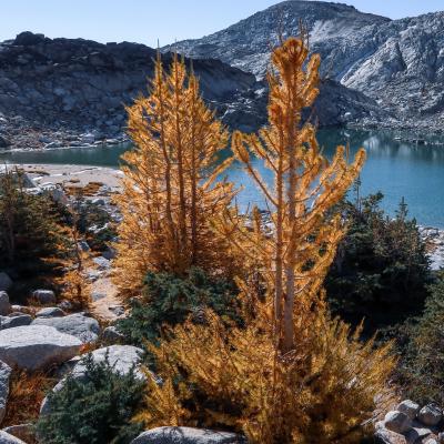 Larch