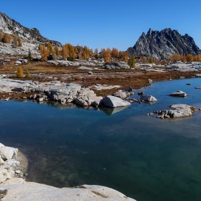 larch