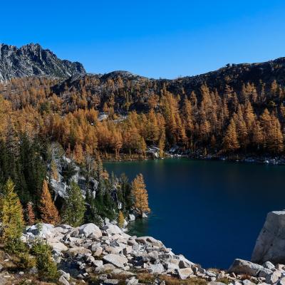 larch