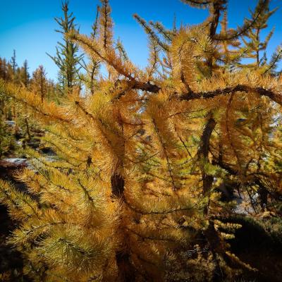 Up-close larch
