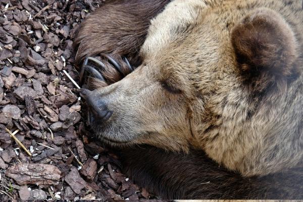 Hibernating bear