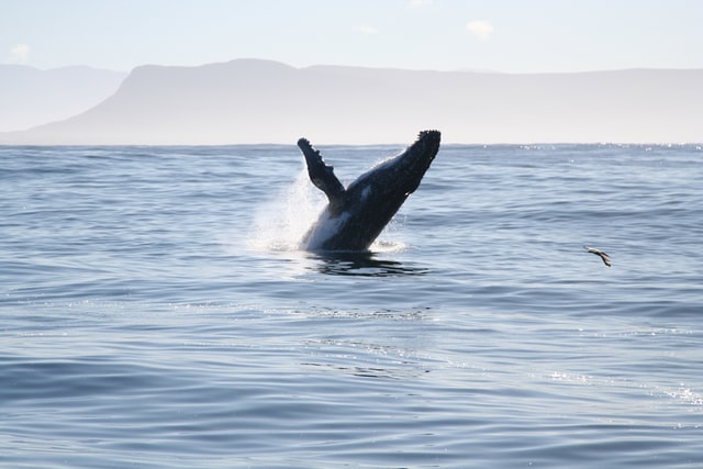 A whale, coming out of the water
